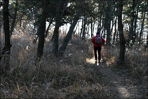  갈미봉 오르는 길. 나무사이로 햇살이 스며드는 길. 부드러운 산길과 가파른 길이 반복된다.