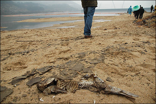 4대강정비사업 낙동강 함안보 공사현장 아래 낙동강 둔치에 대형 잉어가 죽어있다.