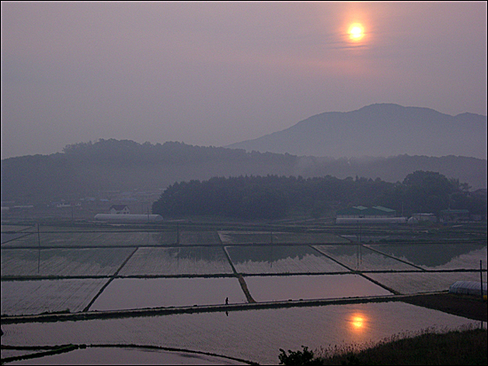  물댄 논의 풍경. 이것이 홍수로 잠긴 논일 때는 상황이 달라진다.