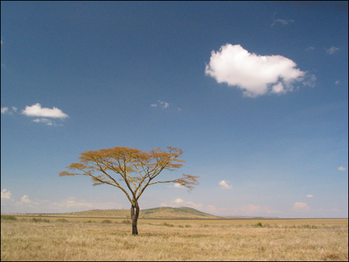 파란 하늘, 흰 구름, 우산 나무...그리고...(탄자니아)