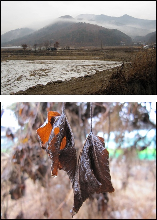 산안개 휘감아 도는 운길산과 겨울비에 젖은 가랑잎