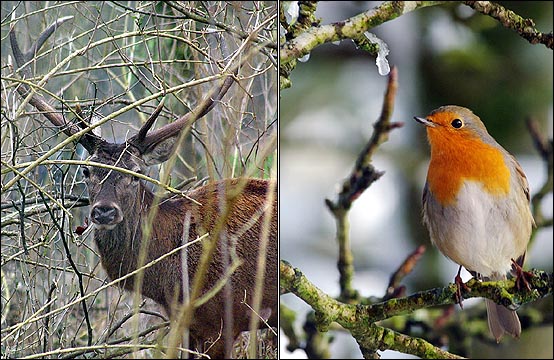 숲속의 사슴(왼쪽)과 로빈이라는 이름의 작은 새(오른쪽)