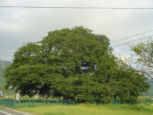 사당리 마을 사람들이 신목으로 여기는 300여년 된 천연기념물 제35호 푸조나무다.
