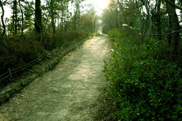 송공산으로 가는 숲길에 노을이 스며들고 있다.