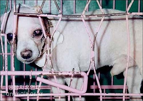 일주일 사이에 두 번의 다른 시술을 강제로 당했던 개. 2000년 당시 조희경대표가 한 동물병원에서 촬영한 사진.