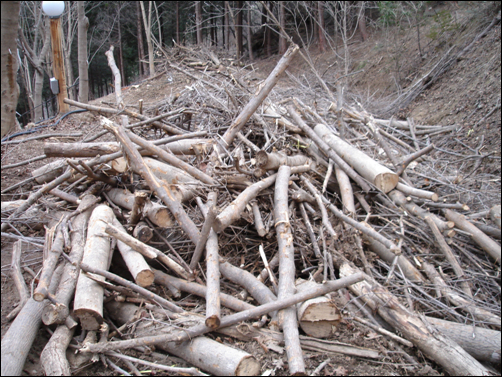 고로쇠나무 간격이 너무 밀집되어 100여 그루 벌목한 나무들