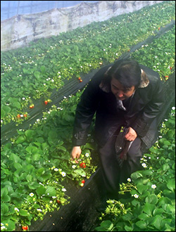 친환경농법인 수막재배로 지은 딸기가 탐스럽게 잘 익어있었다.