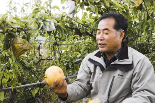 서울대 가기 보다 어려운 유기농배를 생산하는 김광식 농부