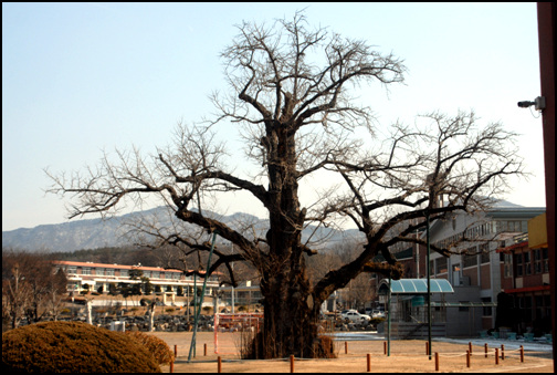 괴산군 청안면 읍내리 청안초등학교 교정에 서 있는 천살이 넘은 은행나무 