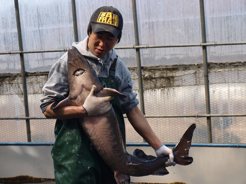 용담양어장 이상철씨가 60kg짜리 철갑상어를 들어 보이고 있다.