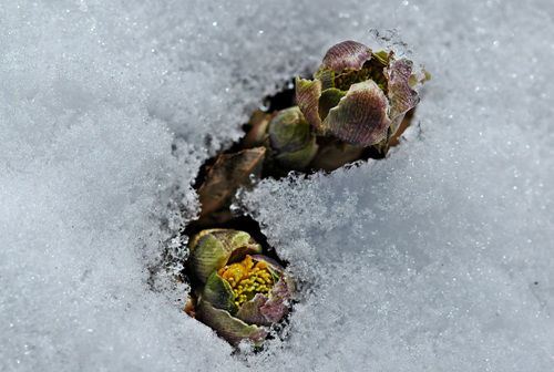 수북이 쌓인 눈을 녹이고 나오는 복수초,눈속의 온도와 바깥 온도는 대략 10도가량 차이가 난다.