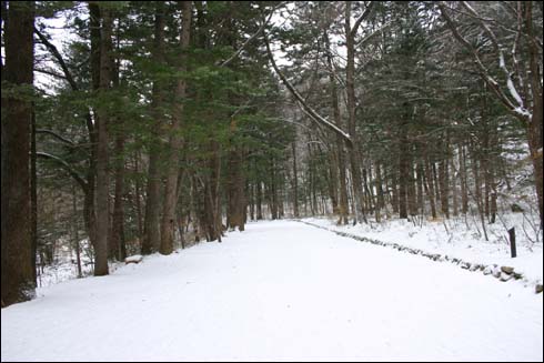 전나무 숲길에 눈이 쌓이다.