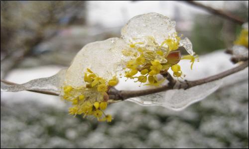 노란꽃망울 위에 밤새 내린 눈이 얼었다.