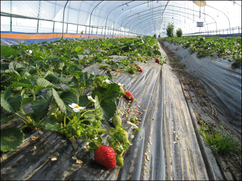 합천지역 초중고로 납품되는 합천군 대목마을의 유기농 딸기밭.