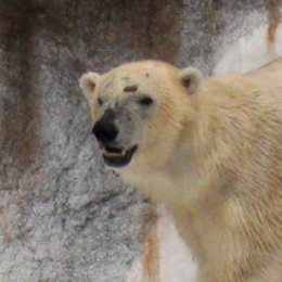 북극곰에 얼굴에 무수한 상처들이 보인다.