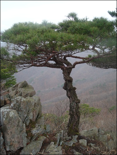 삼각산의 천년 소나무