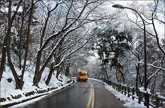 나무 터널 아래 순환로를 올라오는 남산 순환 버스.