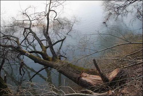강물에 누워버린 버드나무처럼, 지금 낙동강은 무분별한 준설과 보공사로 죽음의 위기에 처했습니다. 