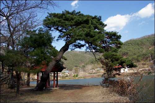 환산정 앞의 소나무 200년 된 보호수이다