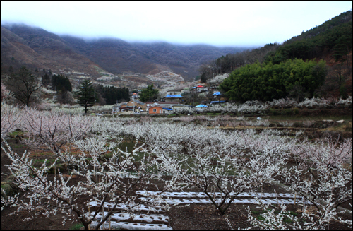 순천 향매실마을 풍경. 순천시 월등면 계월리의 매화는 마을을 중심으로 심어져 있다. 산이 둘러싸고 있어 매향이 유난히 짙다. 지난해 촬영한 것이다.