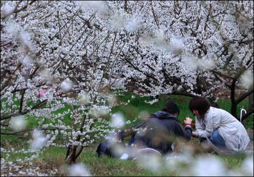순천 향매실마을 풍경. 관광객이 매화밭에서 매화꽃잎을 줍고 있다. 지난해 촬영한 것이다.