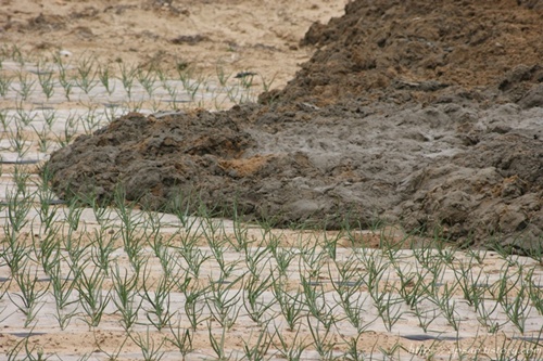 달성군 도동2리의 낙동강변의 한 농지에 심겨진 양파밭이 밭째 오니로 추정되는 진흙으로 뒤덮히고 있는 처참한 광경이다