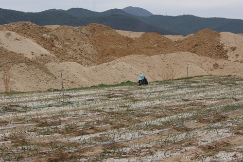 모래더미 앞으로 겨우 살아남은 400여평의 양파밭은 한 농민이 그나마 지켜보려고 밭에서 김을 매고 있는 안쓰러운 현장이다 