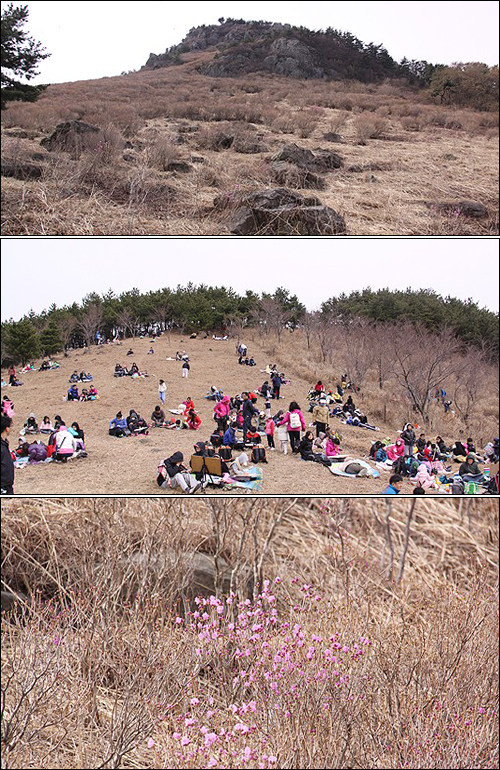  거제시가 27일 '대금산 진달래축제'를 열었는데, 진달래가 피지 않았다. 위 사진은 진달래 군락지인데 피지 않은 모습이고, 가운데는 사생대회를 하는 모습, 아래는 일부의 진달래만 핀 모습.