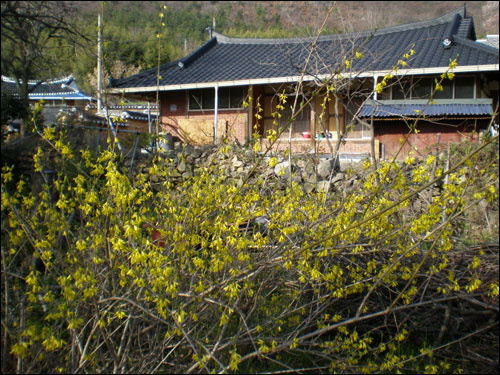 노란개나리는 집을 에워싼 채 꽃 대궐을 이루고 있습니다. 