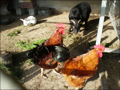 닭장에는 토끼와 염소 녀석이 세 들어 삽니다. 수많은 닭과 함께 어울려 살고 있습니다.