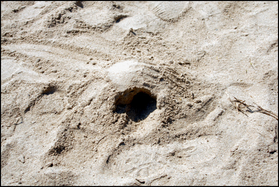 누군가 여강선원 뒤 모래에다 두꺼비집을 만들다가 갔다. 이런 놀이를 하던 모래밭이 다 사라지고 있다. 