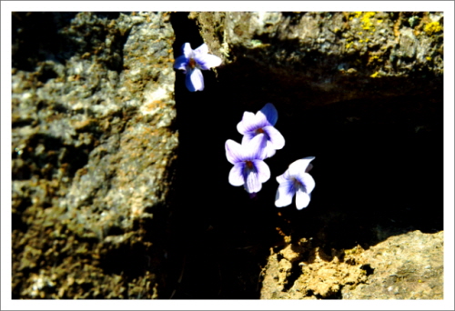 바위틈에 피어난 제비꽃