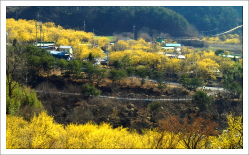  산수유 꽃이 만개하여 온천지를 노란색으로 덮고 있는 구례 산수유마을(3월 29일)

