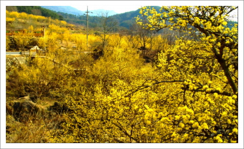 노란 산수유 꽃천지로 눈썹이 노래질 지경이다(3월 29일 구례산수유마을)

