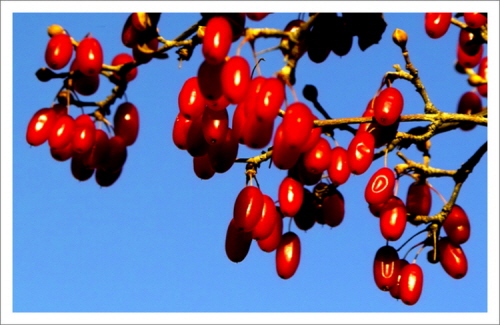 파란 하늘에 붉은 루비처럼 반짝거리며 열리는 산수유의 붉은 열매(2009.11.15 서울 올림픽공원)

