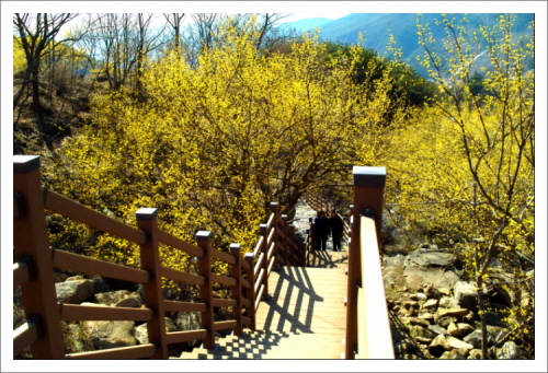 사람들이 산수유꽃을 만끽하며 산수유마을 산책로를 걷고 있다.
