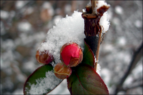 눈속에 맺은 명자나무 꽃봉오리(2008.1.11 보라매공원 기상청쪽)