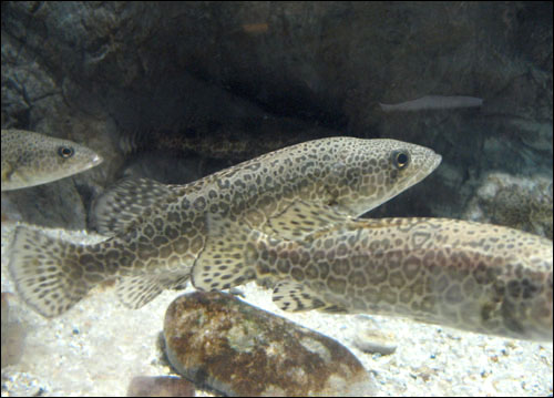 이름도 예쁜 쏘가리. 섬진강에 사는 민물고기 가운데 하나다. 