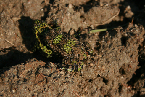 2010년 4월 3일 경남 창원시에서 1천마리로 추정되는 무당개구리 짝짓기.