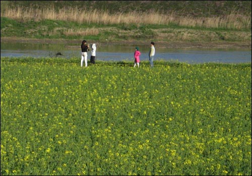 영산강변으로 유채꽃 구경을 나온 일가족. 엄마가 아이의 사진을 찍어주고 있다.