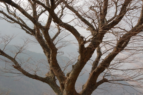 수령 800년 된 귀목나무