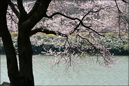 화개가는 길. 섬진강변으로 늘어선 벚꽃나무.