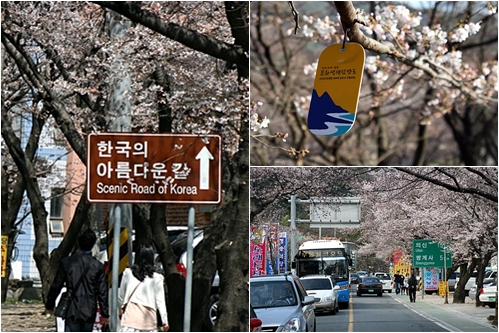 혼례길, 한국의 아름다운길, 박경리 토지길, 화개동천 가는길 등 다양한 이름이 붙은 화개장터십리벚꽃길 