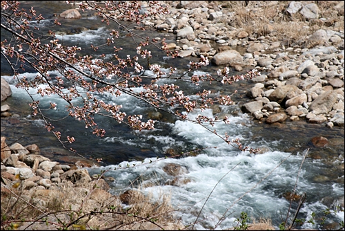 벚꽃길 아래로 흐르는 물. 하얀 포말을 일으키며 시원하게 흘러내린다.