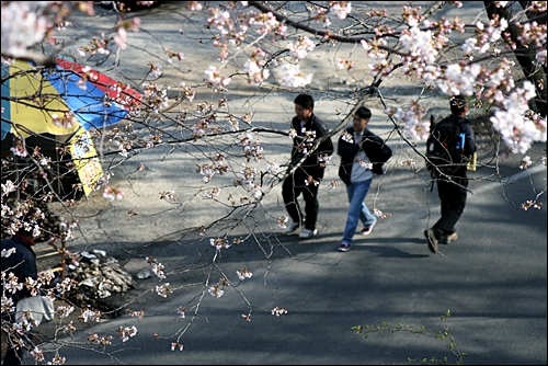화개장터십리벚꽃길.