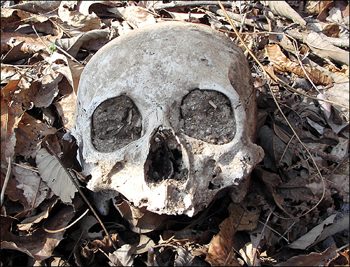대전 산내집단희생지에서 드러난 피학살자의 유해로 보이는 두개골. 