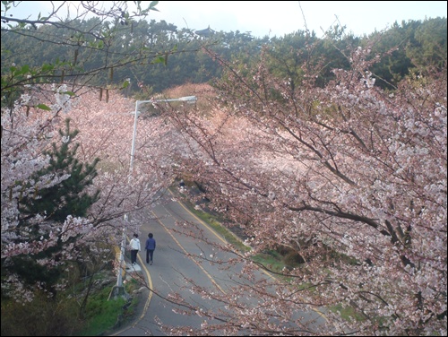 벚꽃의 미는 한가지나 또는 한 나무로 볼때는 도화나 행화에 미치지는 못하나, 많은 나무 전체로 볼 때 미는 가일층 된다.