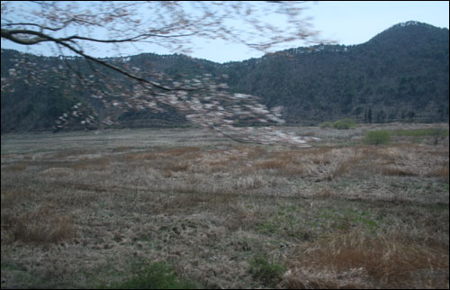  주암댐 지류의 양지 녘에 늘어진 벚꽃가지에 자꾸만 시선이 머문다. 