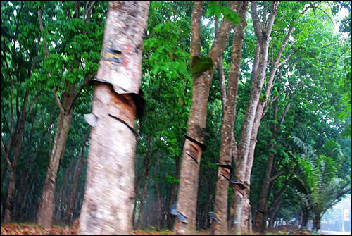 시솽반나 열대식물원으로 가는 도로 주변에 쉽게 볼 수 있는 고무나무 숲. 거대한 고무농장은 시솽반나의 생태계를 파괴하는 주범이다.