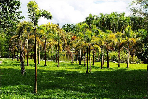 중국과학원이 운영하는 열대식물원. 시솽반나는 다양한 식물자원이 서식하는 '중국의 아마존'이다.